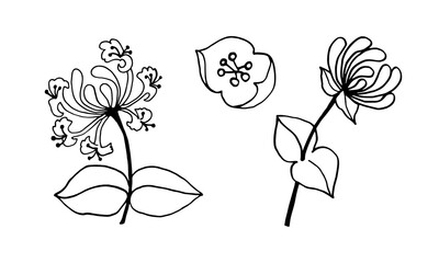 Set of elements of honeysuckle branches with flowers, black outline drawing with white fill.