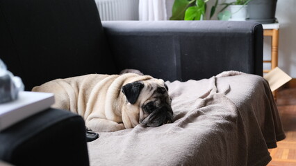 Pug resting on the sofa