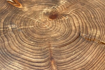 Growth rings of a big tree