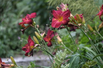 Obraz premium Garden Flowers. Mostly shot in parks and garden, France.