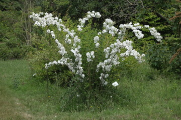 Garden Flowers. Mostly shot in parks and garden, France.