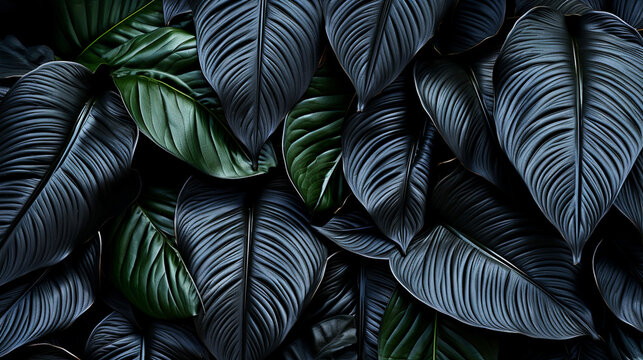 black and dark leaves - desktop wallpaper, screensaver