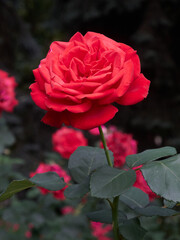 beautiful plants in nature