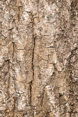 Wooden background with different texture