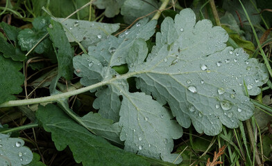 A large variety of small plants. Shot in forests and parks during all seasons.