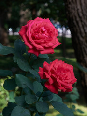 beautiful plants in nature