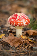 Bright red fly agaric mushroom in autumn foliage