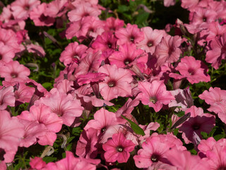 beautiful plants in nature