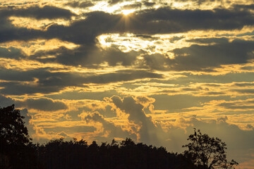 Drzewa z ptakiem na tle zachodzącego słońca | Trees with bird on the background of the setting sun