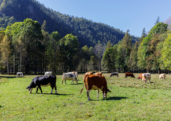 Usseglio, Piedmont, Italy - October 1, 2013: Cows grazing in the meadow next to the church.