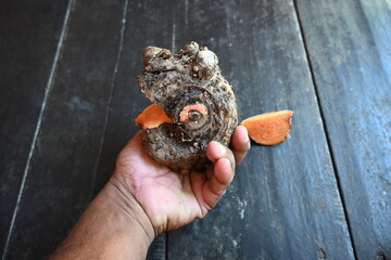 Elephant foot yam. It is a tropical tuber crop grown primarily in Africa, South Asia. Its other name Amorphophallus paeoniifolius and whitespot giant arum. Cultivated elephant foot yam in India.