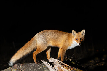 Fox at night, fox in the process of night hunting. Close-up of a young red fox. Wild red fox in the garden.