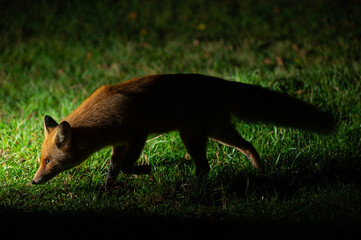 Fox at night, fox in the process of night hunting. Close-up of a young red fox. Wild red fox in the garden.
