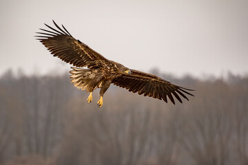 White-tailed sea eagle soaring in the sky