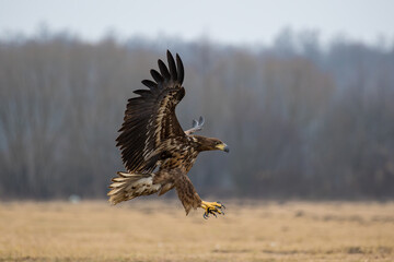 White-tailed sea-eagle preparing for landing on the ground