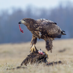 Eurasion sea eagles devouring a freshly caught fish