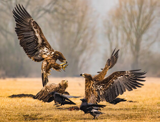 Eurasion sea eagles and crows fighting over prey