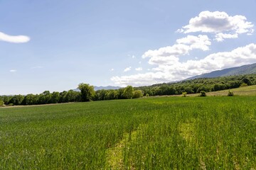 Tranquil landscape featuring a lush green field against the background of the blue sky.