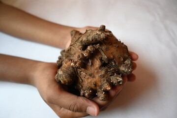 Elephant foot yam. It is a tropical tuber crop grown primarily in Africa, South Asia. Its other...