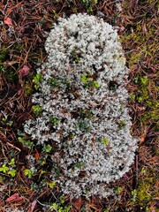 White moss on the ground in the forest.