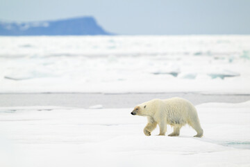 Polar bear (Ursus maritimus) on ice, Svalbard, Norway