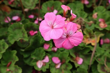 Delicate pink flower against a lush green background of foliage