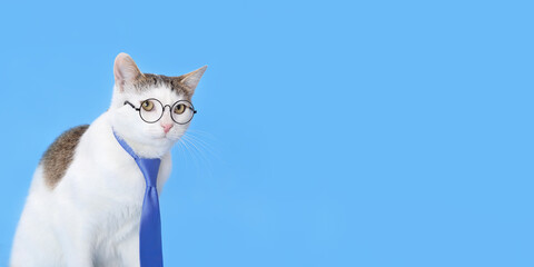 Serious handsome cat looks away. Close-up of a white cat with a blue tie on blue background. Funny...
