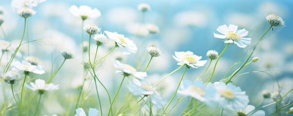 Close up flowers blooming on softness style in spring summer under sunrise