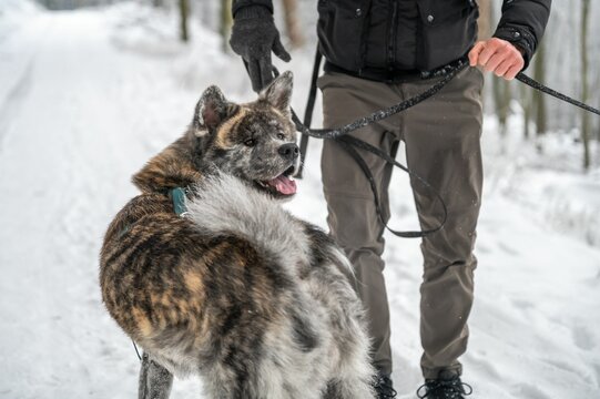 Male dressed in black is walking his pet dog in a winter landscape covered in a blanket of snow