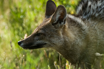 Pampas Grey fox, La Pampa, Patagonia, Argentina.