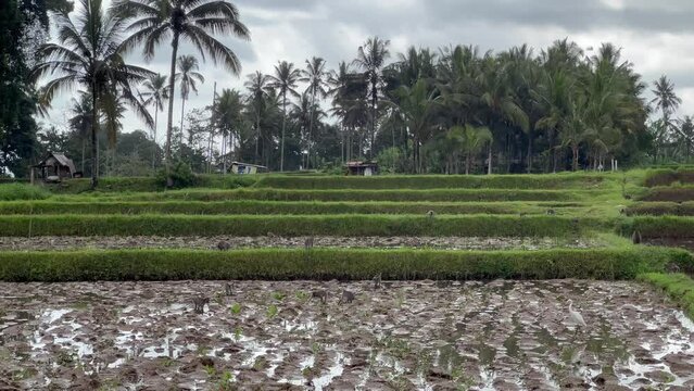 Playful Macaque Monkeys Frolicking in Ubud Rice Fields; 4K Footage of Curious Primates Swinging, Exploring, and Interacting in Bali's Countryside. Ideal for Nature and Educational Documentaries.