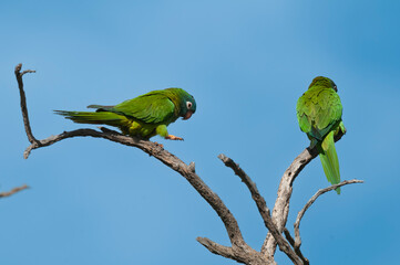 Blue crowned Parakeet,  La Pampa Province, Patagonia, Argentina