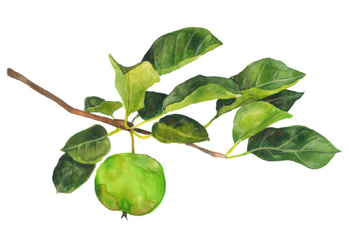 Watercolor green apple on a branch