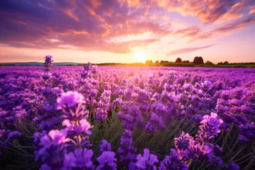 Schilderijen op glas A delightful summer scene in countryside, where lavender fields burst into colorful magenta and purple blossoms, filling the air with their fragrant aroma. © EdNurg