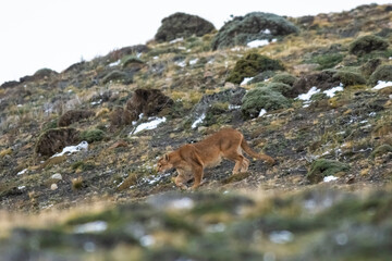 Puma walking in mountain environment, Torres del Paine National Park, Patagonia, Chile.