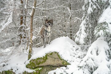 Majestic akita inu dog stands atop a snow-covered landscape, surrounded by snow-covered trees