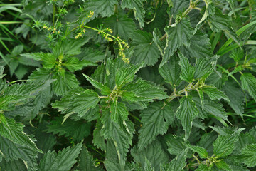 green nettle plants top view wallpaper   