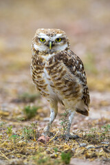 Burrowing Owl perched, La Pampa Province, Patagonia, Argentina.