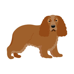 English cocker spaniel vector illustration. Hunting dog.
