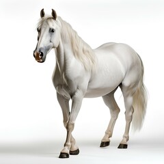 Obraz na płótnie Canvas white horse isolated on white background. white horse isolated with shadow. horse