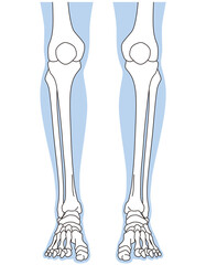 足関節　足首の関節　正面　骨格