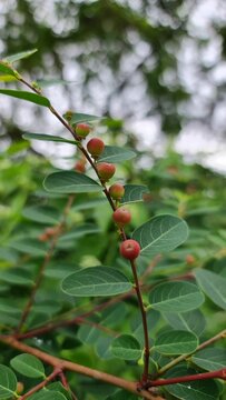 Variety of fresh, ripe Breynia plant with red berries growing on a lush tree branch