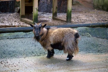 Fototapeta premium Pygmy goat at Cornwall Zoo.