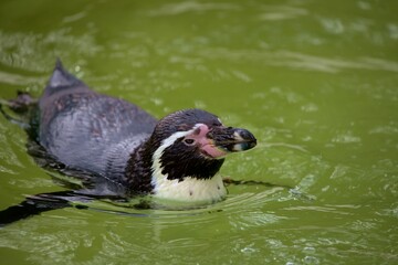 Penguin swimming in the water at Cornwall Zoo.