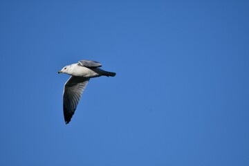 White seagull soaring through a cloudless, bright blue sky
