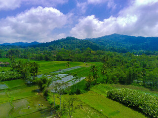 Fototapeta na wymiar Aerial view of lush green rice terraces in Pronojiwo, Lumajang, East Java, Indonesia.