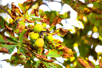 a chestnut tree at the beginning of autumn
