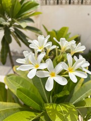 Obraz na płótnie Canvas Plumeria Flower White and Green Color Beautiful Nature Photo