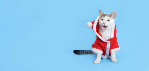 Studio portrait of a white Hungry cat licking its lips. Christmas Cat looks at the camera. Santa cat in Christmas festive outfit on a blue background. Xmas Greeting card. Happy New Year. Copy space