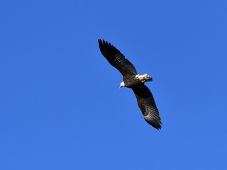 American Bald Eagle soaring through a clear blue sky with its wings outstretched